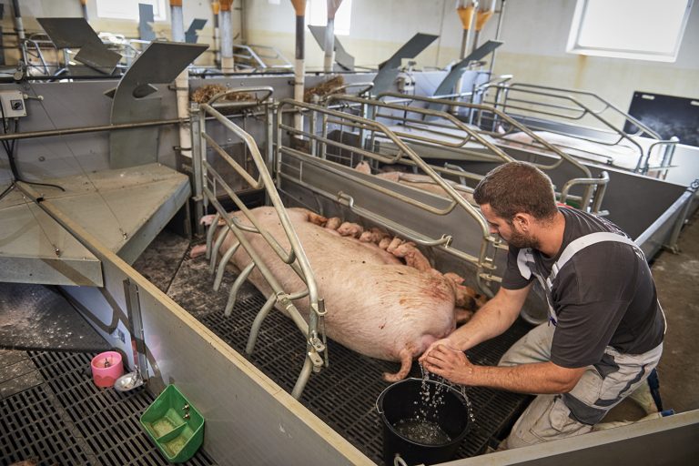 Farrowing unit prefarrowing DanBred