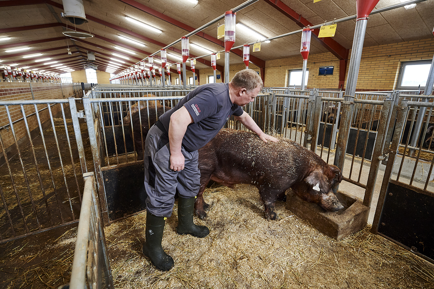 Training – DanBred