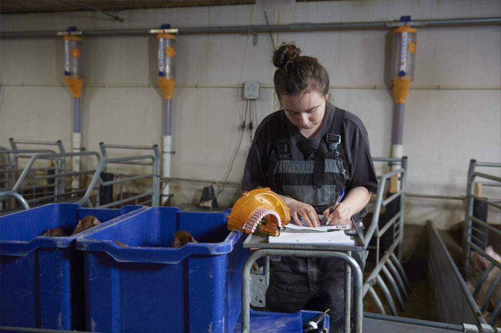 Production planning – DanBred