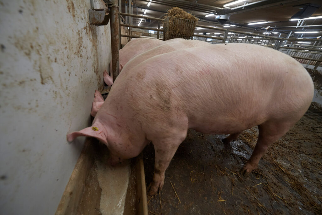 Finishers pigs from 60 kg until slaughter DanBred
